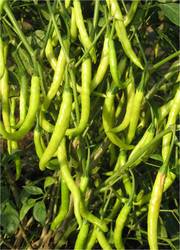 Green Chillies Hybrid Seeds Manufacturer Supplier Wholesale Exporter Importer Buyer Trader Retailer in Hyderabad Andhra Pradesh India